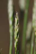 Image of hairgrass