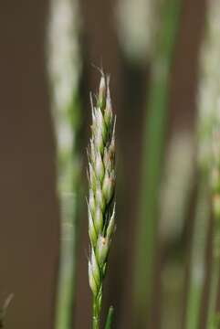 Image of hairgrass