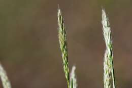 Image of hairgrass