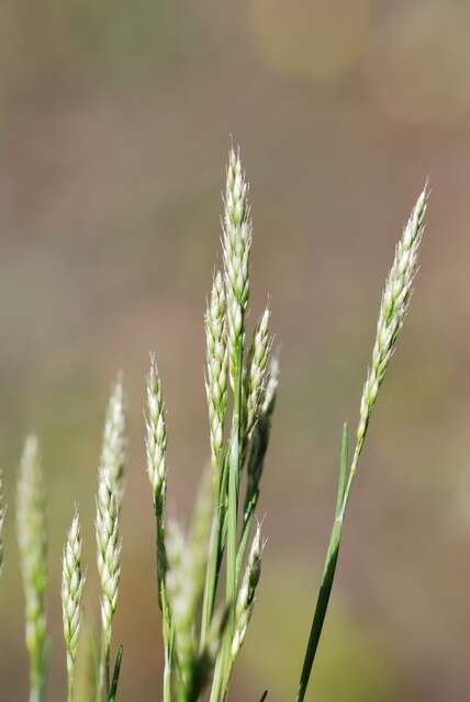 Image of hairgrass