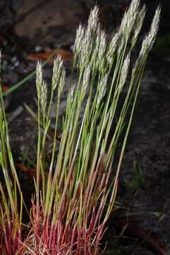 Image of hairgrass