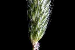 Image of Foxtail Grass