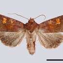 Image of ear moth