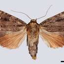 Image of svenssons copper underwing
