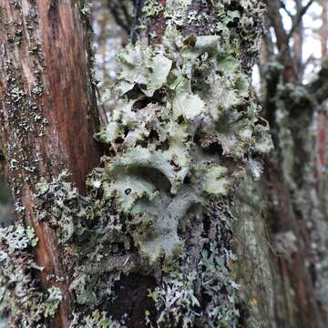 Image of Varied Rag Lichen