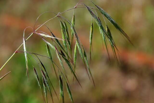 Image of brome