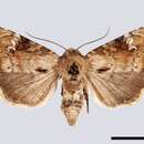 Apamea scolopacina Esper 1788的圖片