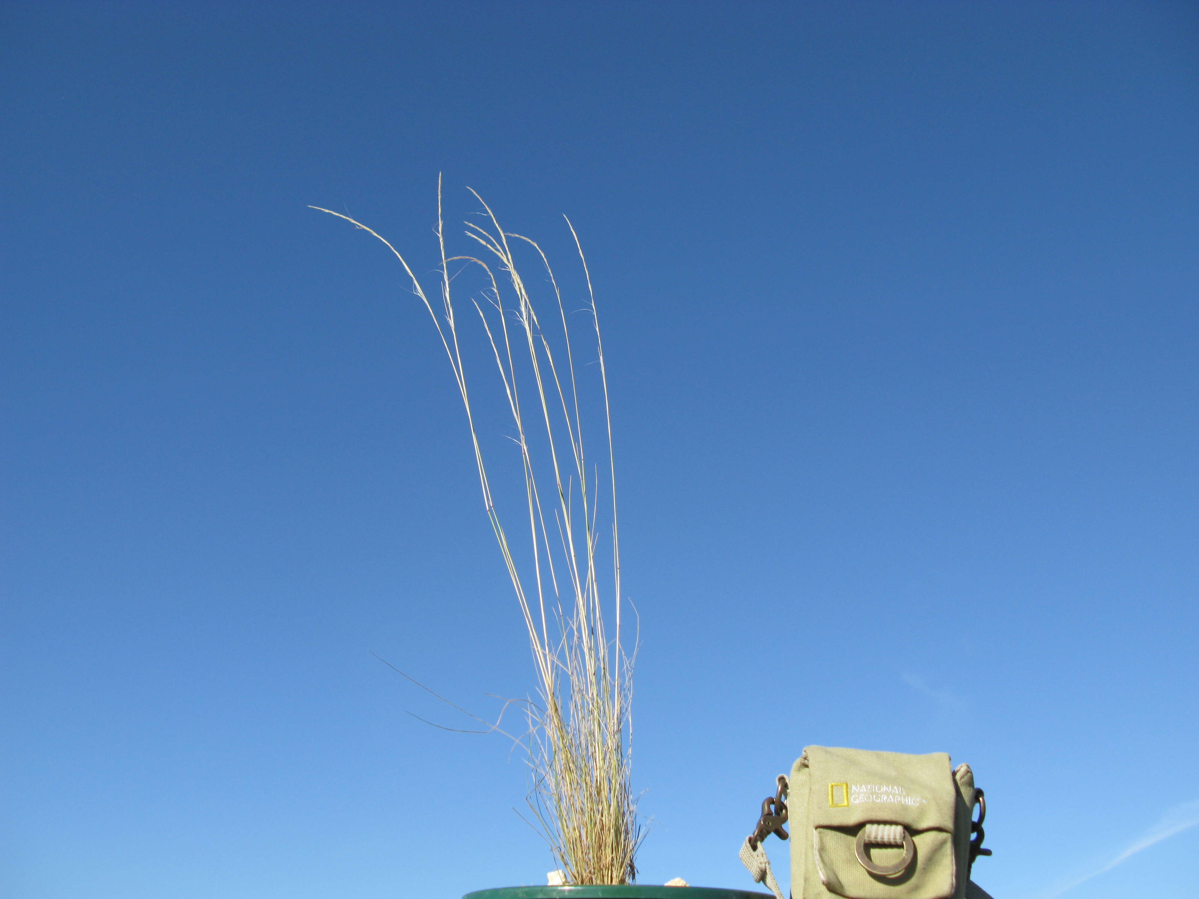 Image of Austrostipa scabra (Lindl.) S. W. L. Jacobs & J. Everett