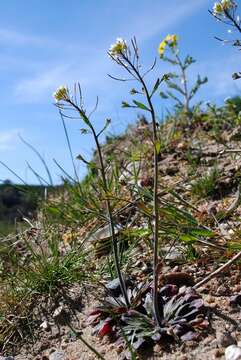 Plancia ëd Arabidopsis