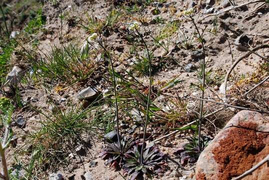 Plancia ëd Arabidopsis