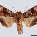 Image of Autographa buraetica Staudinger 1892