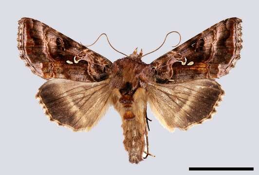 Image of Autographa