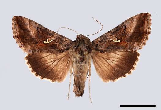 Image of Autographa