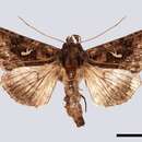 Image of Autographa mandarina Freyer 1846