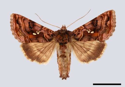 Imagem de Autographa