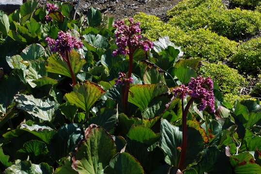 Image of elephant-ear