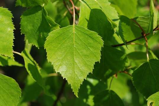 Image of birch family