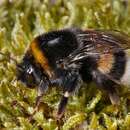 Image of Buff-tailed bumblebee