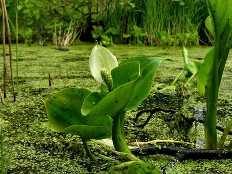 Image of callalily