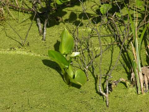 Image of callalily