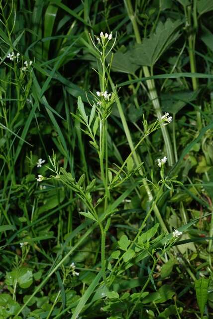 Image of bittercress