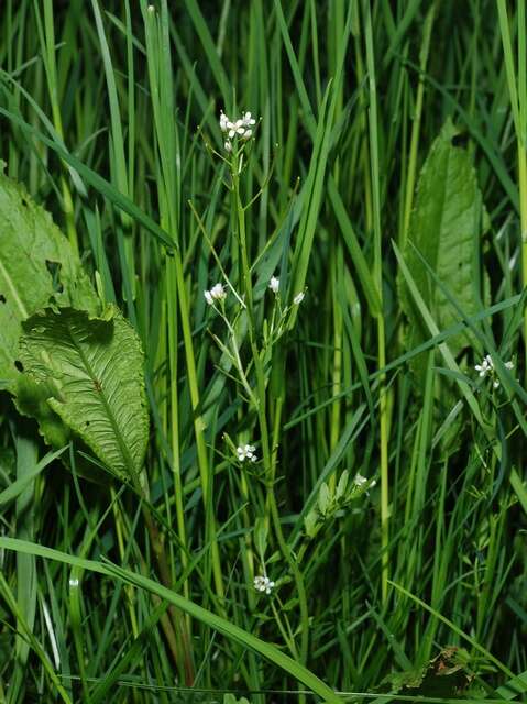 Image of bittercress