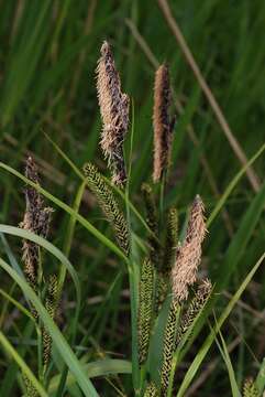 Image of Lesser Pond-Sedge