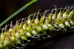 Image of beaked sedge