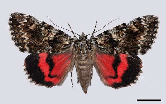 Image of Light crimson underwing moth