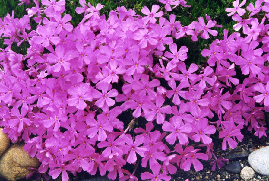 Image of Siberian phlox