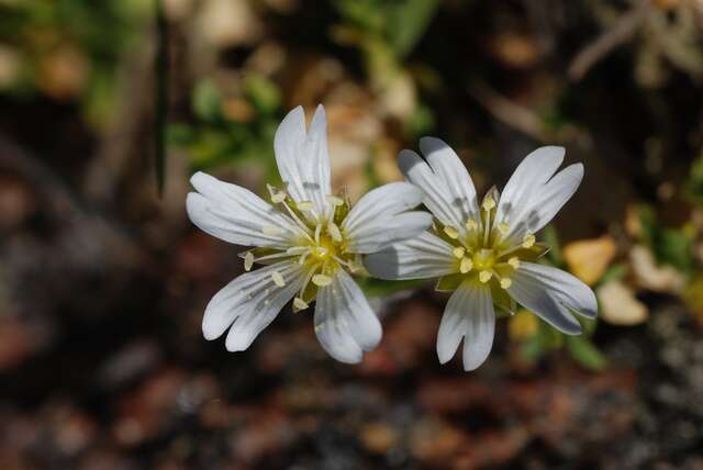 Image of mouse-ear chickweed