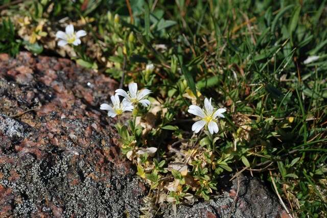 Image of mouse-ear chickweed