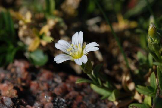 Image of mouse-ear chickweed