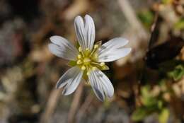 Image of mouse-ear chickweed