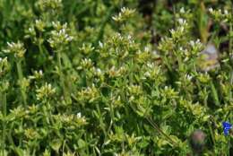 Image of mouse-ear chickweed