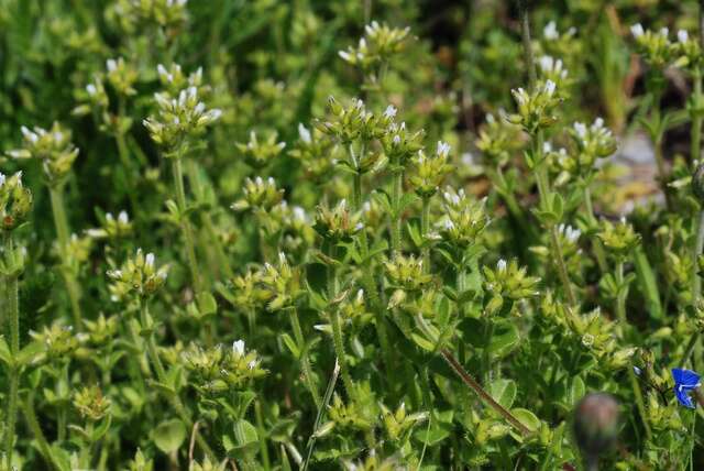 Image of mouse-ear chickweed