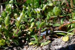 Image of fivestamen chickweed