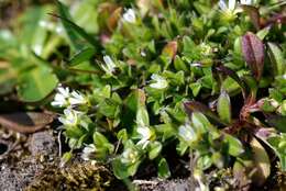 Image of fivestamen chickweed