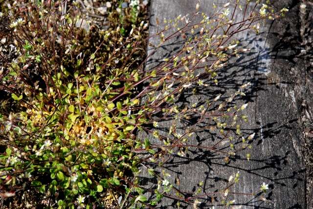 Image of fivestamen chickweed