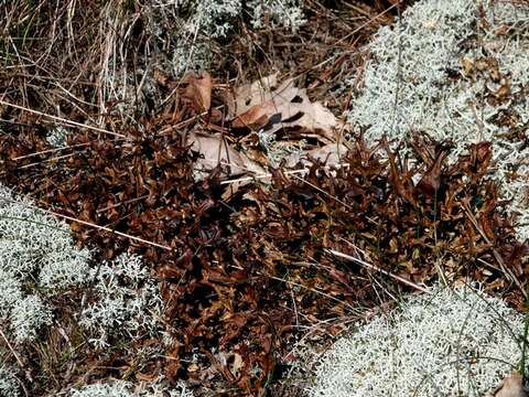 Image of Cetraria lichens