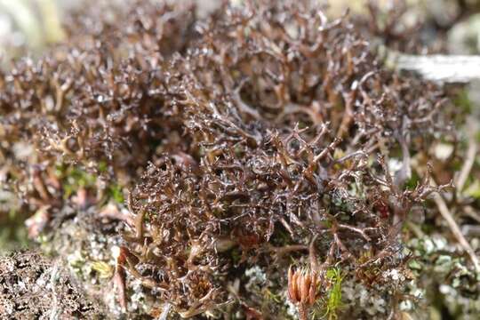 Слика од Cetraria muricata (Ach.) Eckfeldt