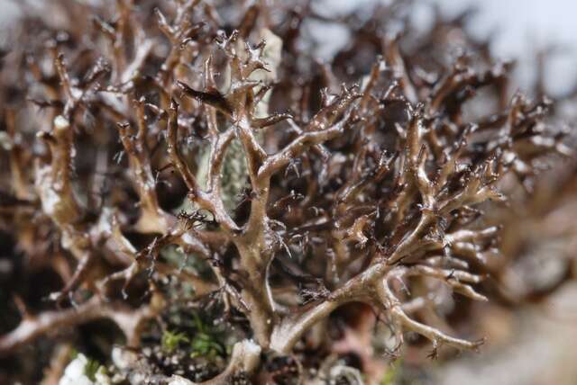 Image of Cetraria muricata (Ach.) Eckfeldt