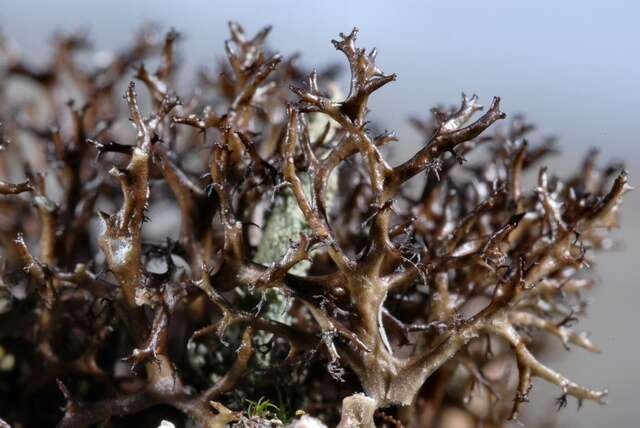 Image of Cetraria muricata (Ach.) Eckfeldt