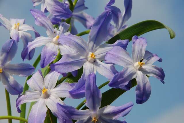 Image de Scilla luciliae (Boiss.) Speta