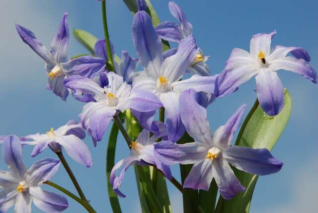 Image de Scilla luciliae (Boiss.) Speta