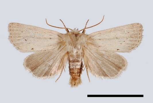 Image of Cutworms and Dart Moths