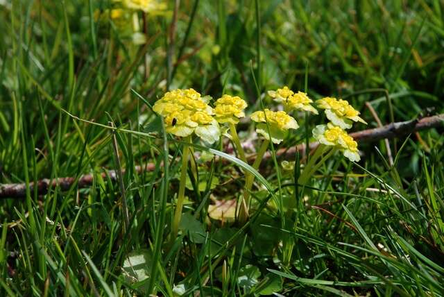 Image of golden saxifrage