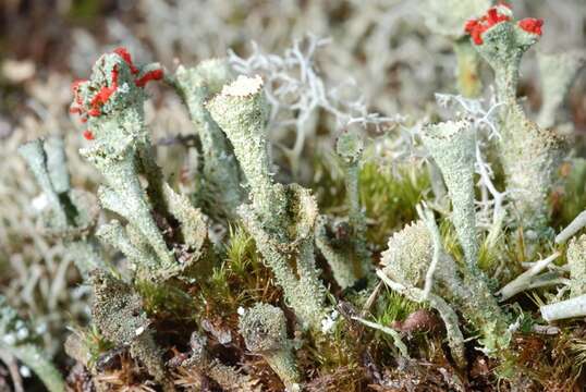 Image of cup lichen