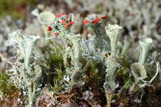 Image of cup lichen