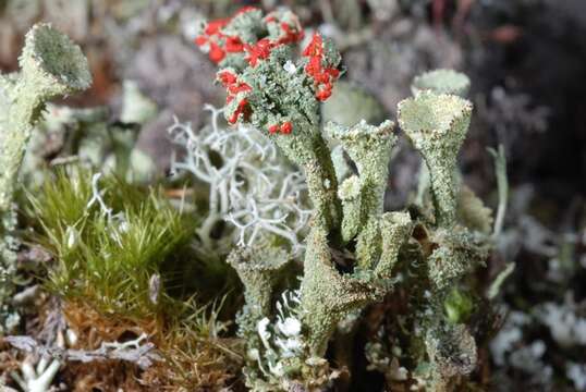 Image of cup lichen